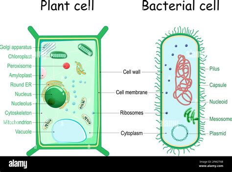 how are bacteria similar to plants